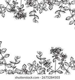 Ramo de orégano com flores. Mão de quadro vetorial desenhada com tinta. Modelo gráfico para design de etiqueta, menu de restaurante