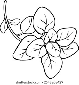 Oregano Branch Isolated Outline Illustration