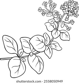 Oregano Branch Isolated Outline Illustration