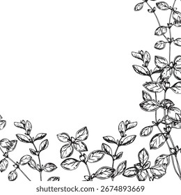 Mão desenhada com tinta da ilustração de quadro de vetor de ramo orégano. Objeto isolado gráfico para design de etiqueta, menu de restaurante