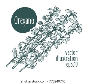 Oregano branch. Vector illustration for design menu, packaging and recipes. Hand drawn retro illustration. Engraved style.
