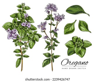 Oregano branches with leaves and flowers, sketch vector illustration isolated on white background. Set of hand drawn oregano herbs. Delicious plant for cooking.