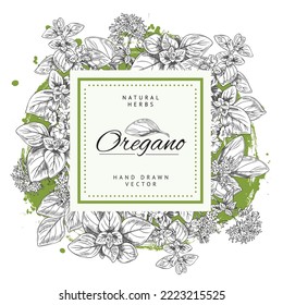 Oregano culinary herb badge or label design with empty square frame. Hand drawn oregano square frame sketch style vector illustration isolated on white background.