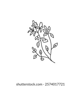 Oregano doodle culinary herb. Vector hand drawn illustration isolated on white background.