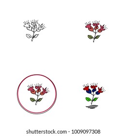 Oregano  flower. Vector illustration.