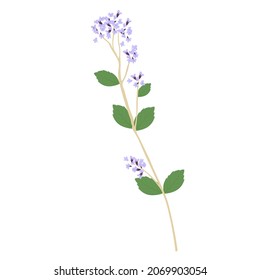 Ilustración del vector de flores de Oregano. Cierre de las ramas de flores de prado. Sabio. Lavanda morada. Aislado sobre un fondo blanco.