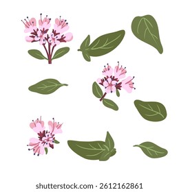 oregano flowers and leaves, vector drawing medicinal plant at white background, floral element, hand drawn botanical illustration