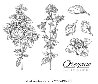 Oregano hand drawn botanical set of ink sketch vector illustration isolated on white background. Hand drawn engraving or sketch style oregano plants collection.