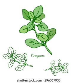 Oregano. Hand drawn sketch. Vector illustration.