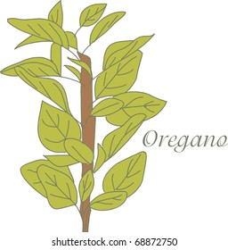 Oregano herb