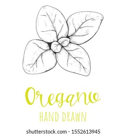 Oregano herb leaf hand drawn vector illustration, isolated sketched drawing.