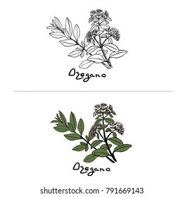 Oregano  herb leaf. Thin leaves to cook and season vegetables, cucumbers, pickles, salads, tea. 