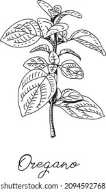 Oregano - hierba. Ilustración vectorial dibujada a mano.