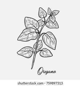 Oregano herb spice leaves, a bunch of herb, hand drawn vector sketch illustration