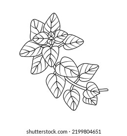 Oregano icon, linear isolated illustration, thin line vector, web design sign, outline concept symbol with editable stroke on white background. 