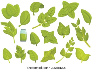 Oregano icons set cartoon vector. Aroma herb. Tea spices