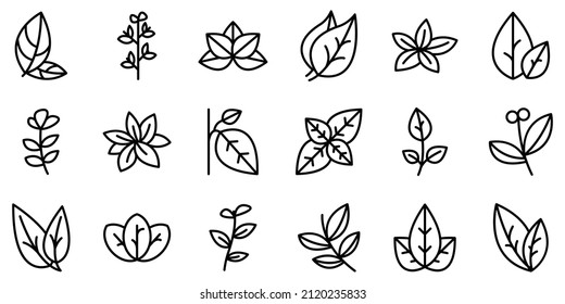 Oregano icons set outline vector. Herb aroma. Cooking spices