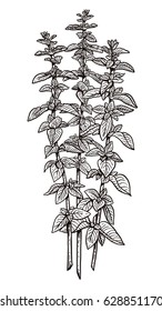 Oregano illustration, drawing, engraving, ink, line art, vector