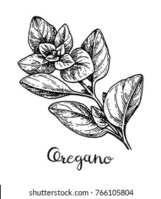 Oregano ink sketch. Isolated on white background. Hand drawn vector illustration. Retro style.