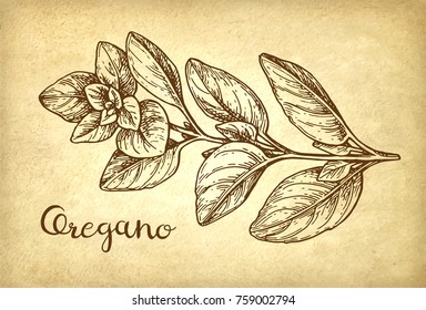 Oregano ink sketch on old paper background. Hand drawn vector illustration. Retro style.