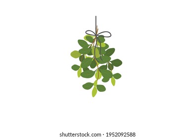 Hierba de hoja de Oregano Ilustración vectorial aislada en fondo blanco
