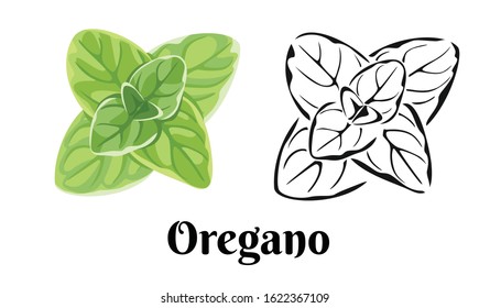 Oregano leaf isolated on white background. Vector color illustration of  fragrant green herbs in cartoon flat style and black and white outline. Vegetable Icon.