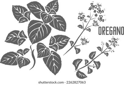 Oregano lanza silueta vectorial. Esquema herbario medicinal Origani. Origanum deja la silueta vegetal para productos farmacéuticos y cocción. Un conjunto de líneas de la planta de Oregano.