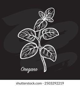 Oregano leaves are drawn with a piece of chalk on a black board Marjoram line drawing. Oregano is a flavorful condiment. Hand-drawn sketch