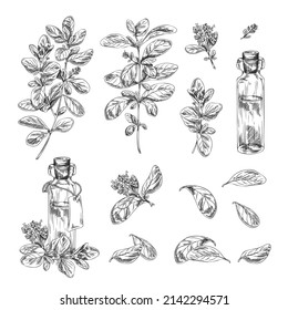 Oregano or marjoram branches and aromatic oil bottles set. Marjoram greenery and herbs, hand drawn engraving vector illustration isolated on white background.