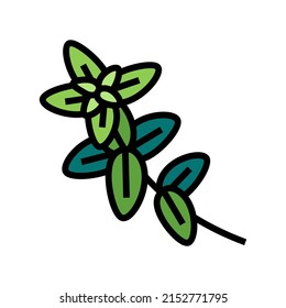 oregano plant branch color icon vector. oregano plant branch sign. isolated symbol illustration