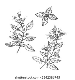 Oregano plant drawing on isolated  background. Hand drawn spicy herb with leaves for cooking, cosmetics, medicinal plant, tea,aroma oil. Vector engraved illustration for label, print, template, logo