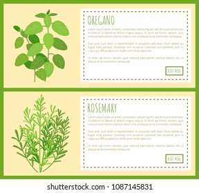 Oregano and rosemary bunches banners. Edible fragrant herbs on posters with sample text. Fresh piquant greenery condiments vector illustrations.