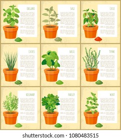 Oregano and sage, chile chives, rosemary parsley, mint posters set, collection of spices types vector illustration condiments poster, fresh seasoning