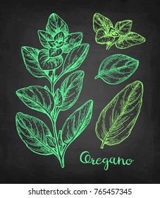 Oregano set. Chalk sketch on blackboard background. Hand drawn vector illustration. Retro style.