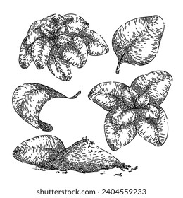 oregano dibujó a mano. especias frescas, planta de marjoram, boceto vectorial de orégano de hierbas aromáticas. ilustración negra aislada