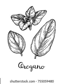 Oregano set. Ink sketch isolated on white background. Hand drawn vector illustration. Retro style.
