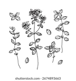 Conjunto orégano de ilustração vetorial desenhado à mão com tinta. Objeto isolado gráfico para design de etiqueta, menu de restaurante