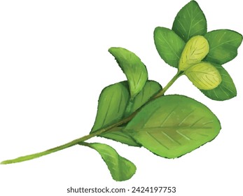 Oregano is a species of flowering plant in the mint family Lamiaceae.