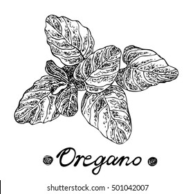Oregano spice. Vector hand drawn illustration for design menus, recipes and packages products.