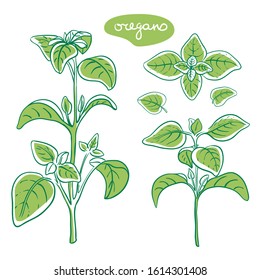 Oregano sprig and leaves/ Hand drawn culinary herbs and spices/ Oregano parts colorful sketch collection/ Vector illustration