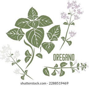 Oregano stem with leafs in vector silhouette. Origanum vulgare medicinal herb image. Set of vector botanical illustration of Oregano plant in color for and cooking. Oregano in contour and color singly