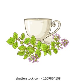 oregano tea illustration