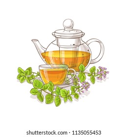 oregano tea illustration