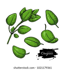 Oregano vector drawing. Isolated Herb plant branch with leaves. Hand drawn illustration. Detailed organic product sketch. Cooking spicy ingredient