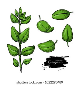 Oregano vector drawing. Isolated Herb plant branch with leaves. Hand drawn illustration. Detailed organic product sketch. Cooking spicy ingredient