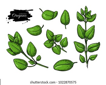 Oregano vector drawing. Isolated Herb plant branch with leaves. Hand drawn illustration. Detailed organic product sketch. Cooking spicy ingredient