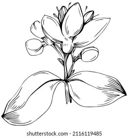 Oregano vector isolated plant with leaves. Herbal engraved style illustration. Detailed organic product sketch.The best for design logo, menu, label, icon, stamp.
