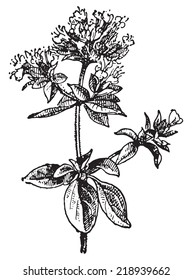 Oregano, vintage engraved illustration. Dictionary of words and things - Larive and Fleury - 1895.