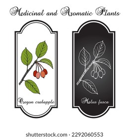 Oregon crabapple (Malus fusca), edible and medicinal plant. Hand drawn botanical vector illustration