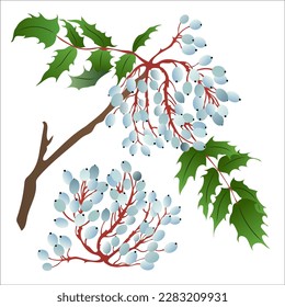 Oregon grape (Mahonia aquifolium). Hand drawn botanical vector illustration.Blue oregon grape.